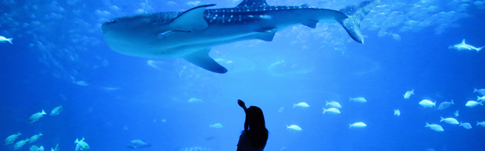 Women reaching upto whale inside of the aquarium
