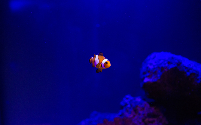 a single clown fish swimming in a tank