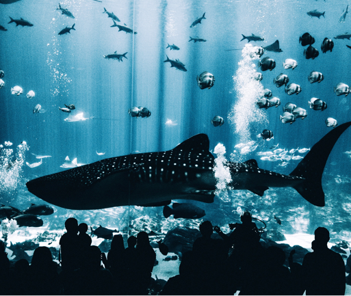 An image of an aquarium containing a large fish